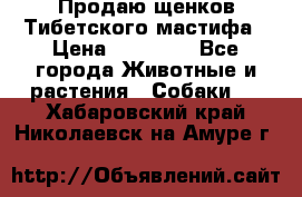 Продаю щенков Тибетского мастифа › Цена ­ 45 000 - Все города Животные и растения » Собаки   . Хабаровский край,Николаевск-на-Амуре г.